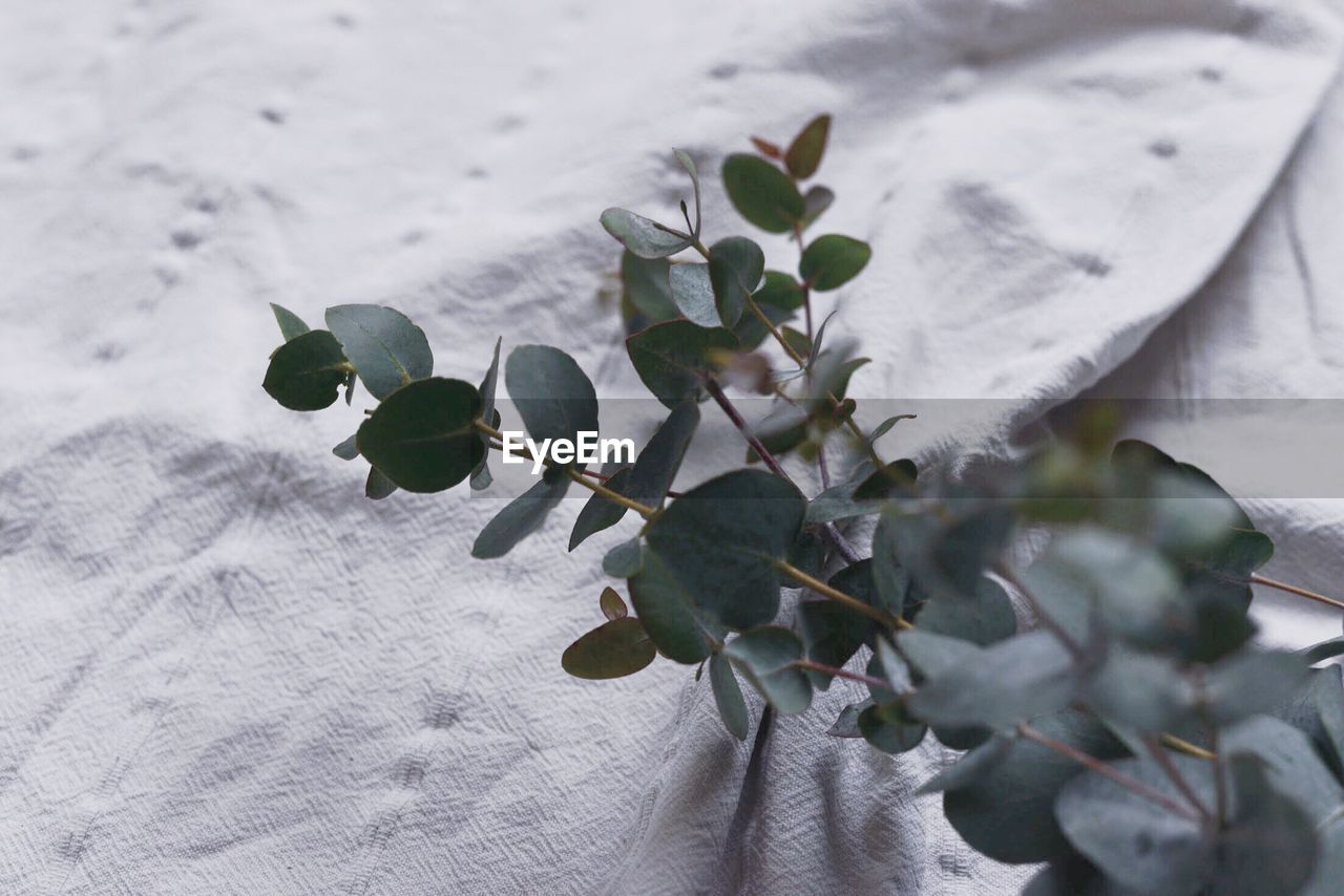 CLOSE-UP OF FRESH PLANT