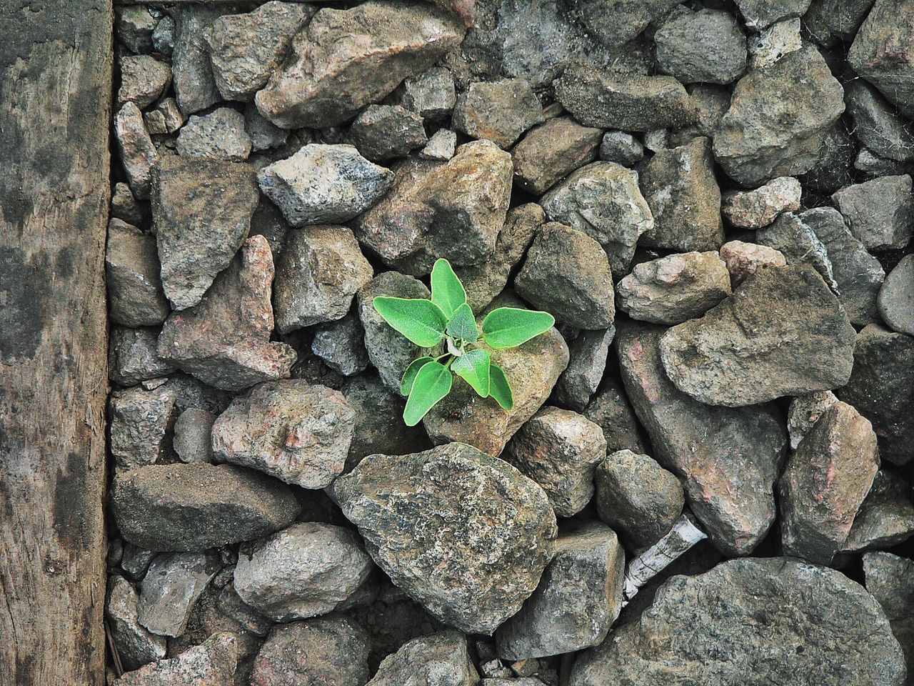 High angle view of fresh green plant amidst rocks