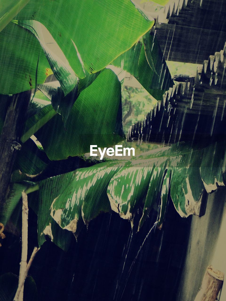 CLOSE-UP OF GREEN LEAVES IN FARM