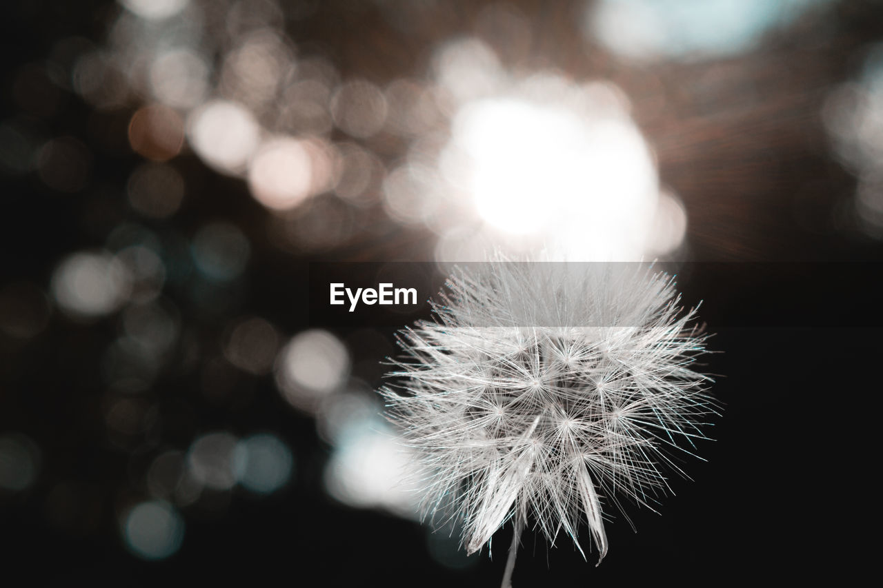 CLOSE UP OF DANDELION SEEDS