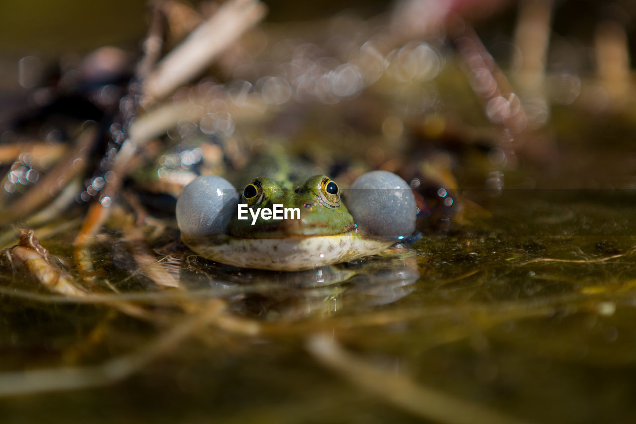 Frosch im teich, frog in water