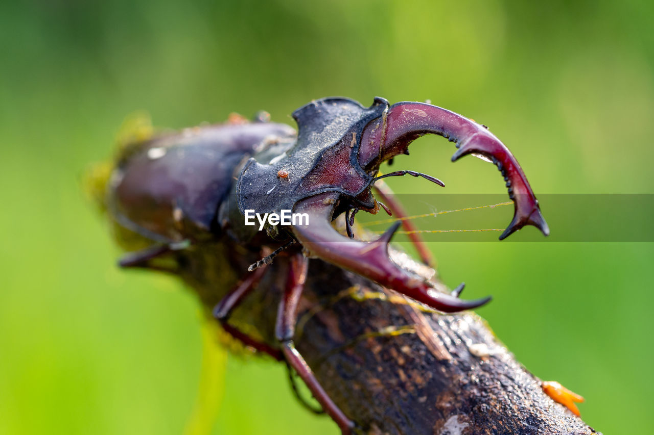 European stag beetle - lucanus cervus