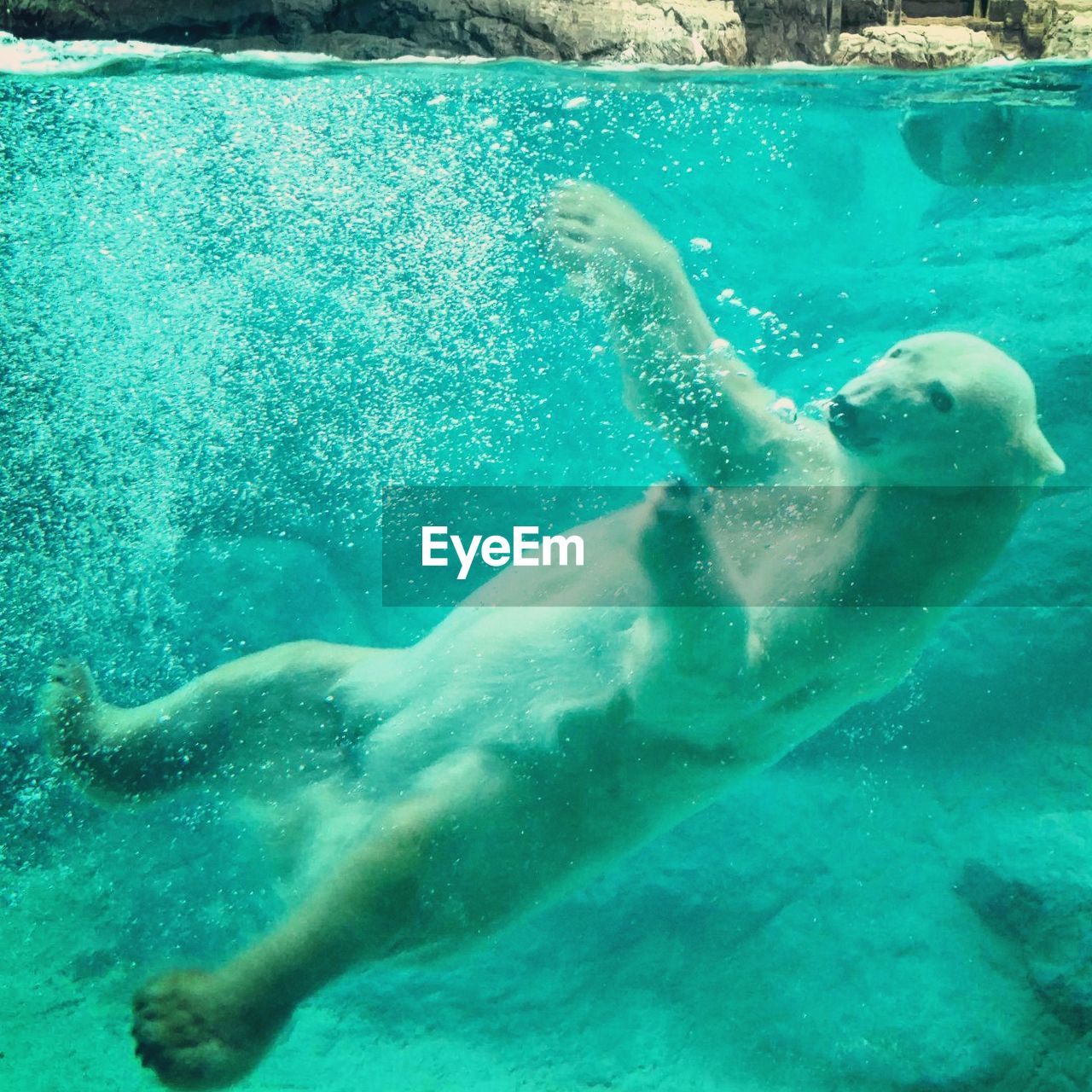 Polar bear swimming in pond seen through glass at zoo