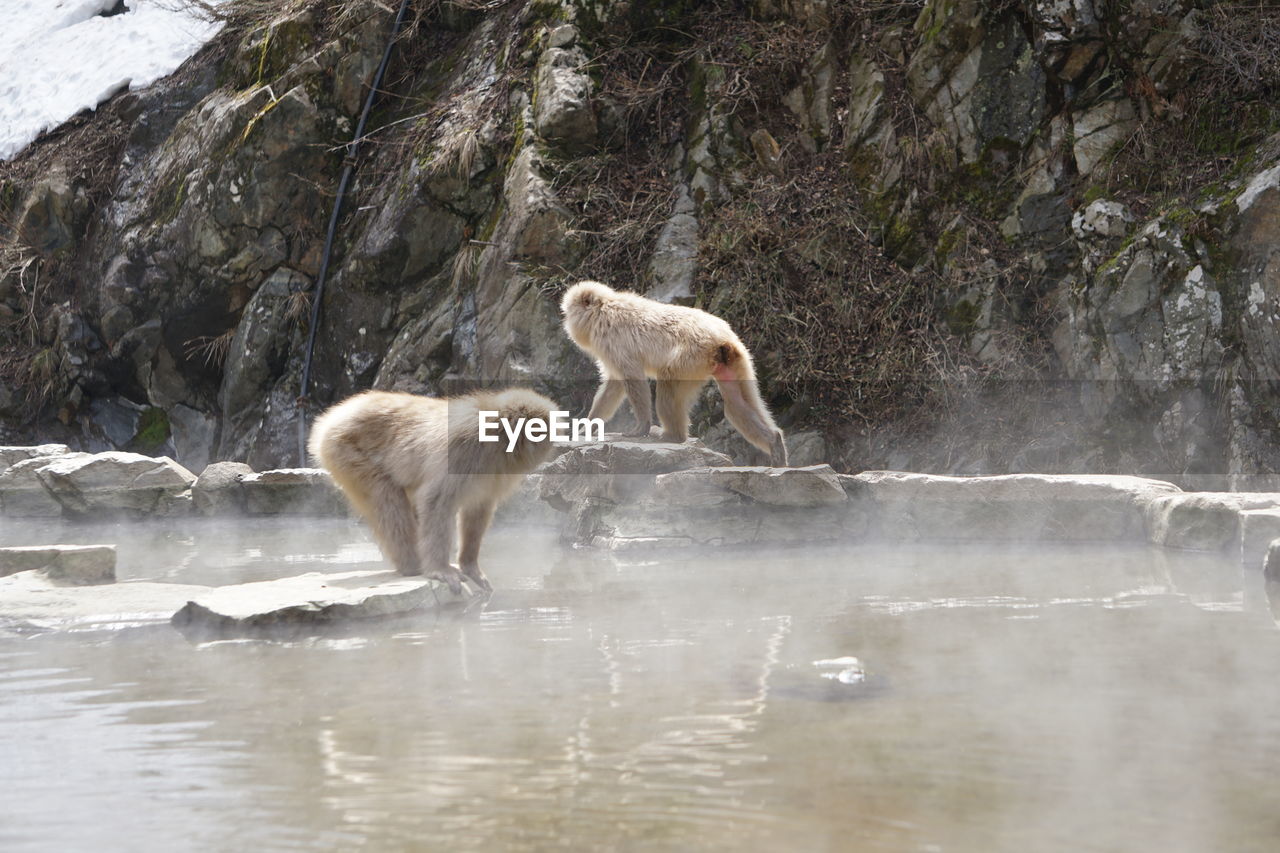 VIEW OF A SHEEP ON ROCK