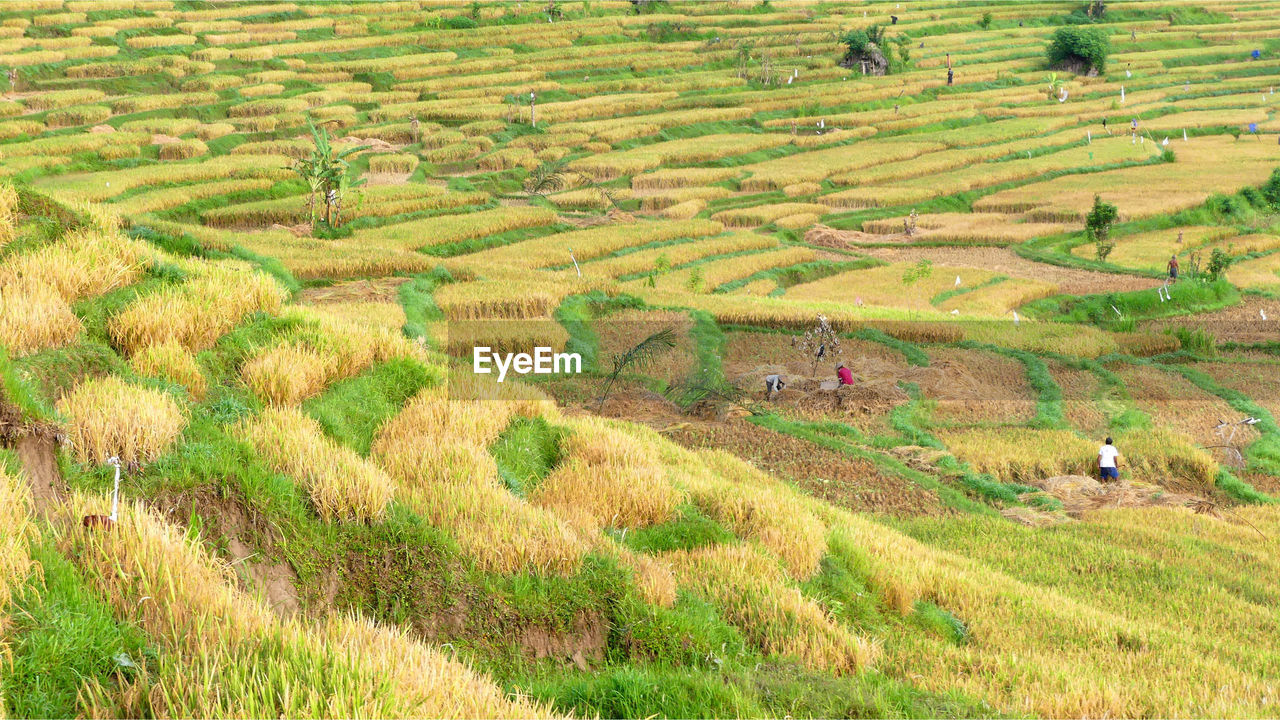 Scenic view of agricultural field