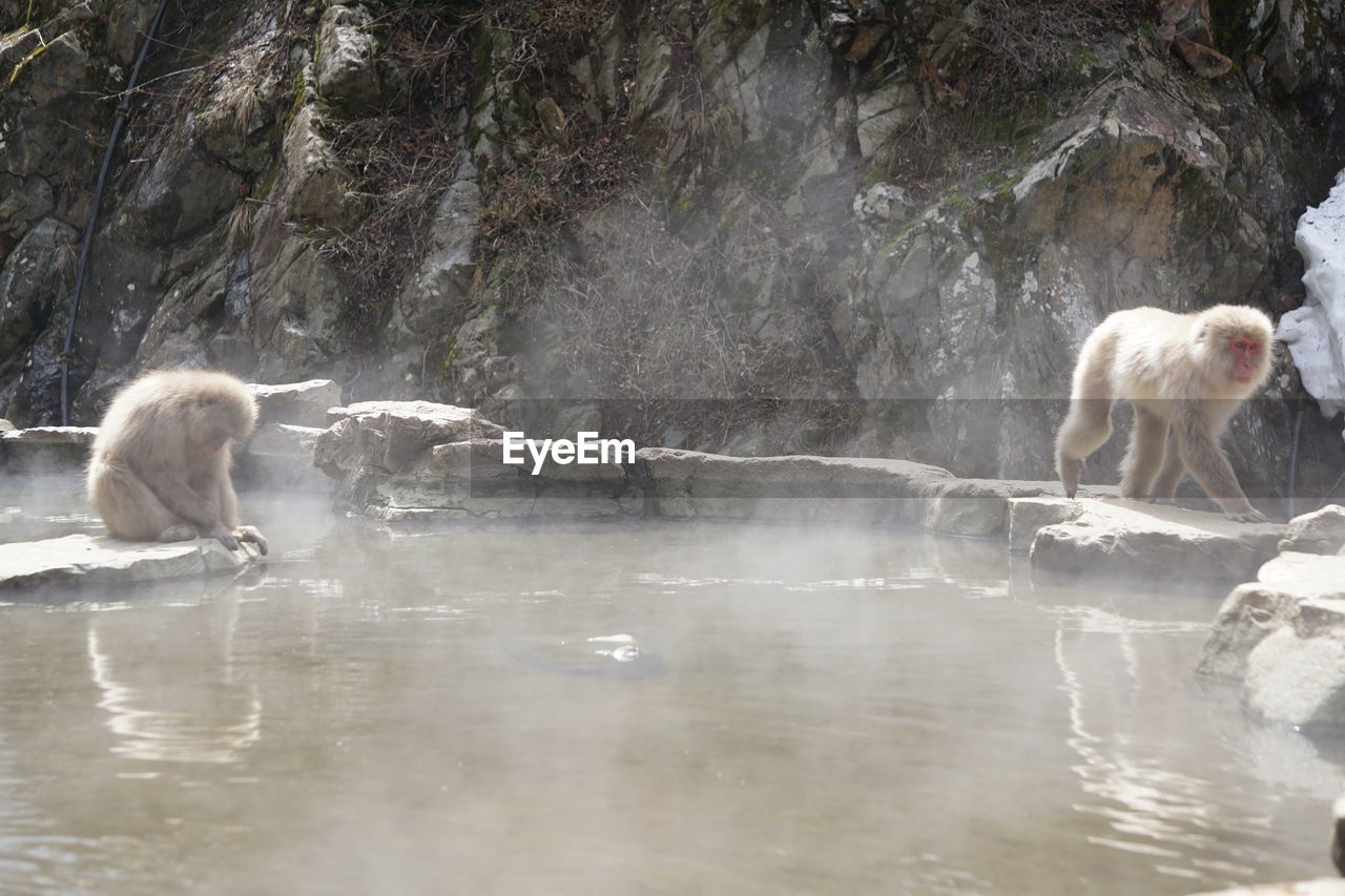 SHEEP IN LAKE