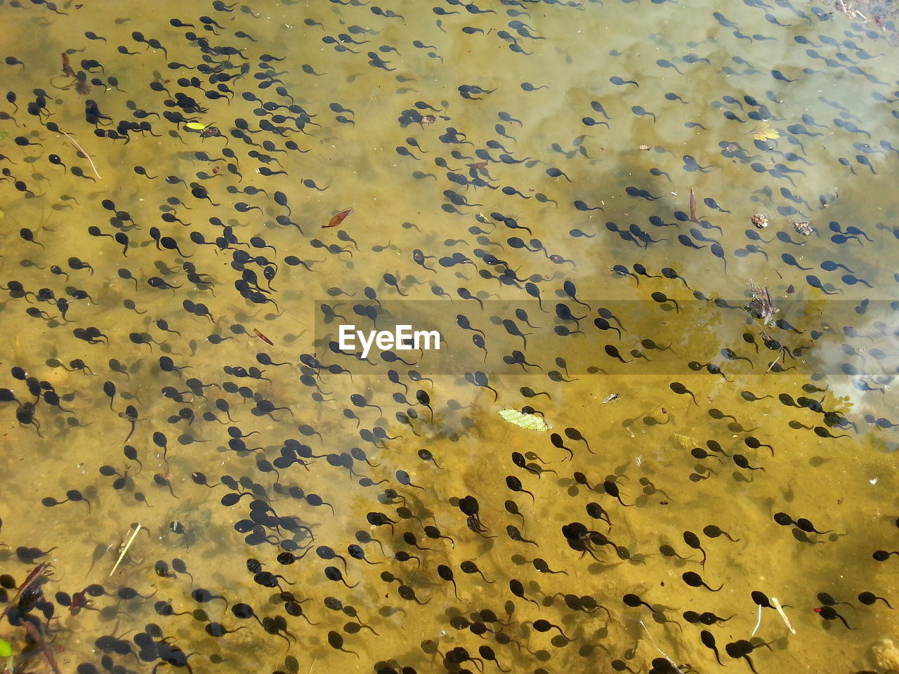 Full frame shot of tadpoles swimming in lake