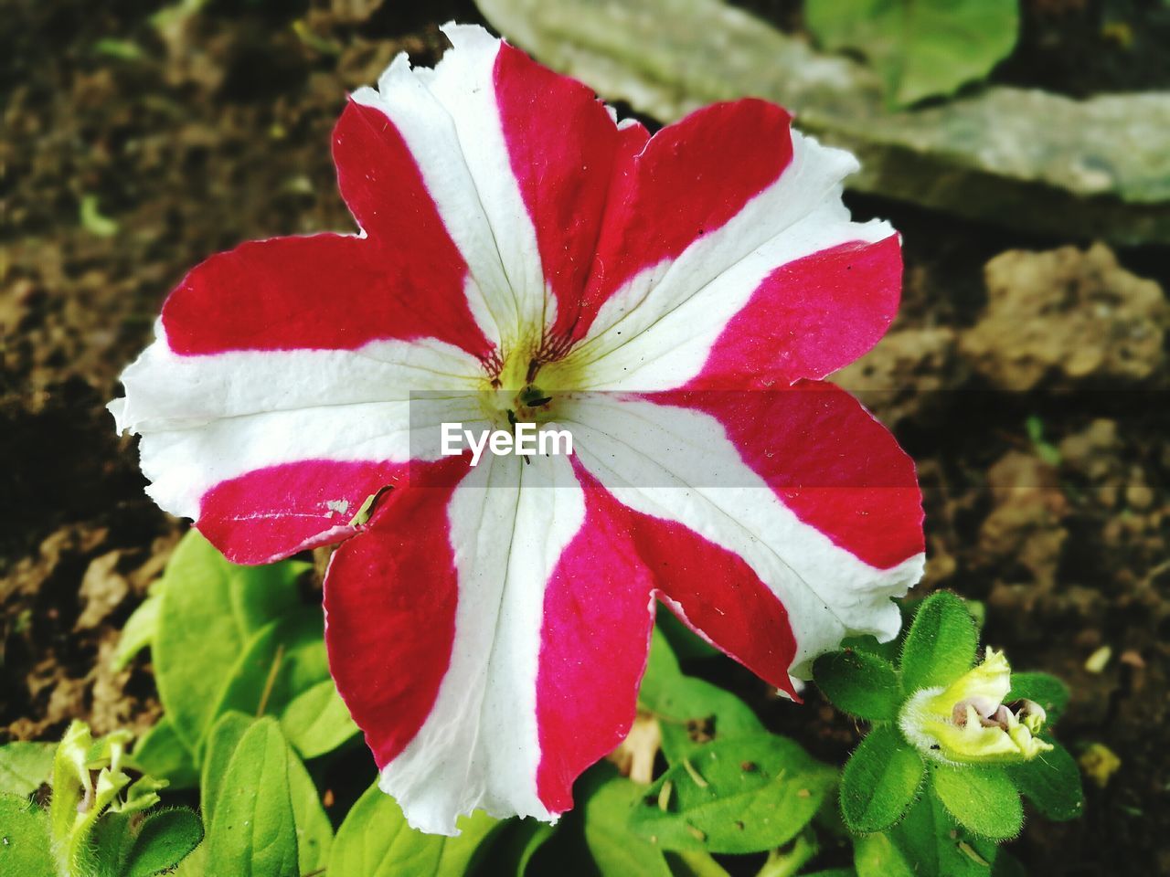 CLOSE-UP OF RED AND WHITE FLOWERS BLOOMING OUTDOORS