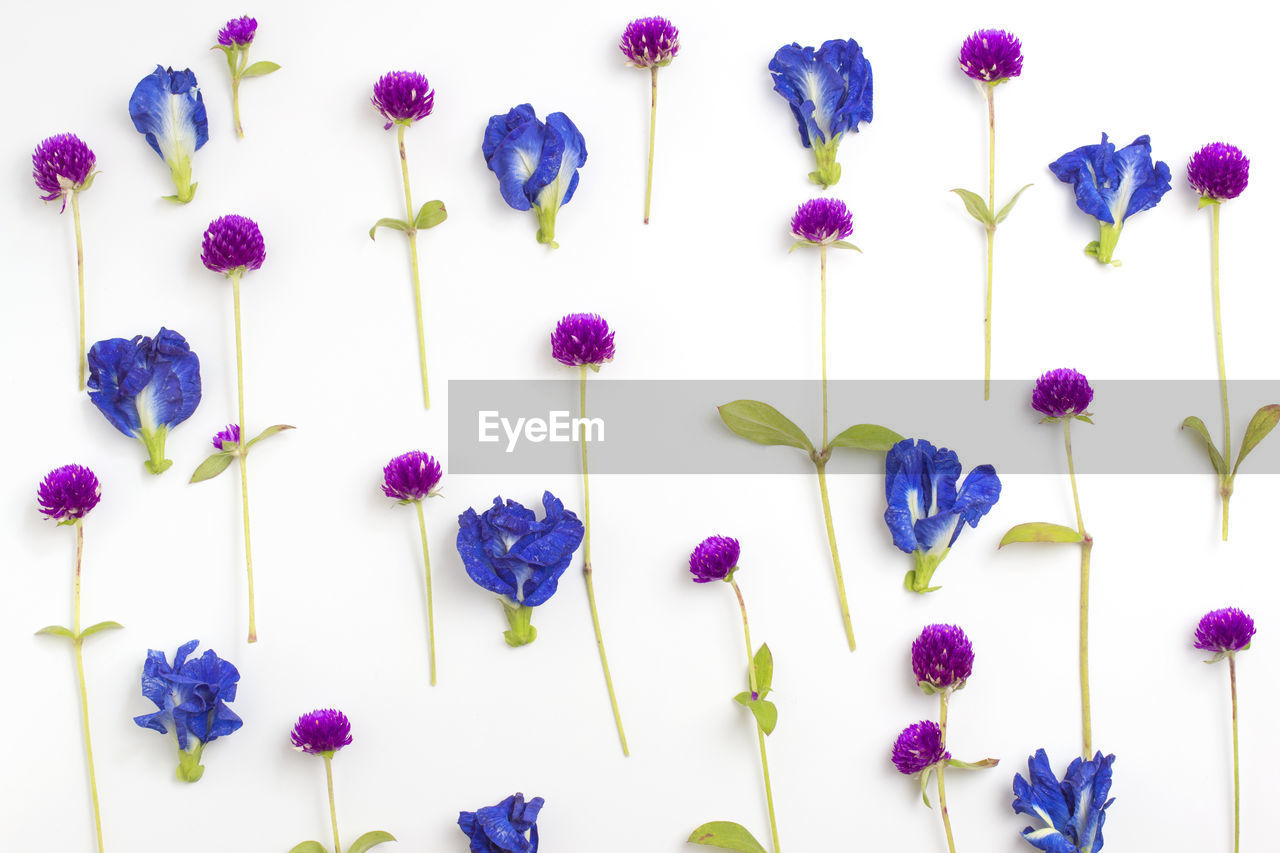 CLOSE-UP OF PURPLE FLOWERING PLANTS