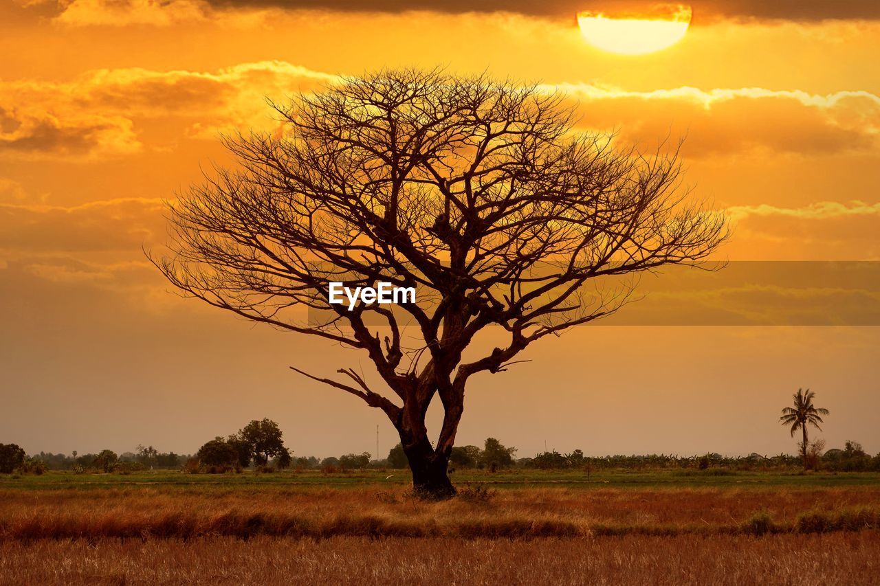 SILHOUETTE TREE ON FIELD AGAINST SKY AT SUNSET