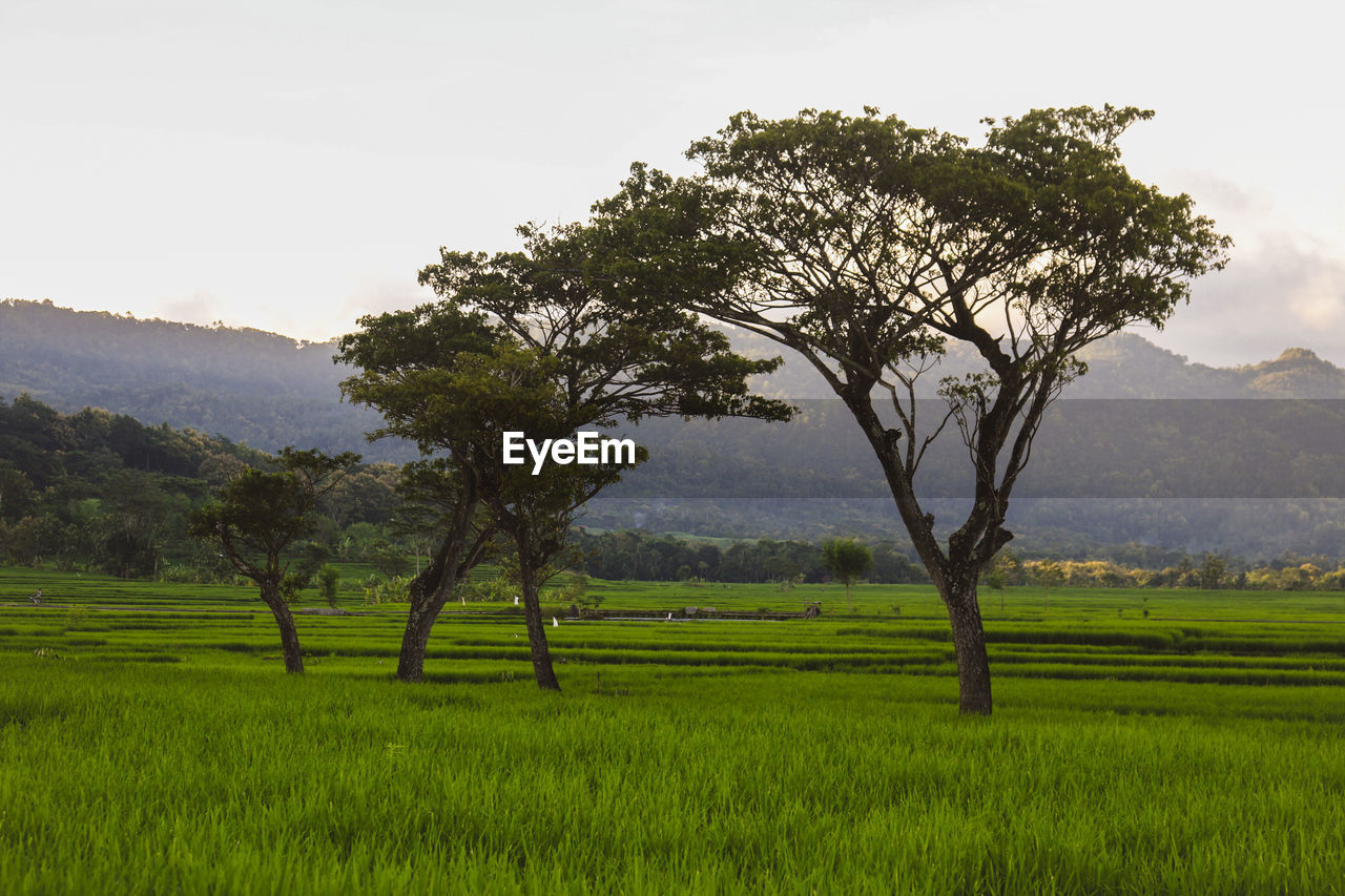 SCENIC VIEW OF AGRICULTURAL FIELD