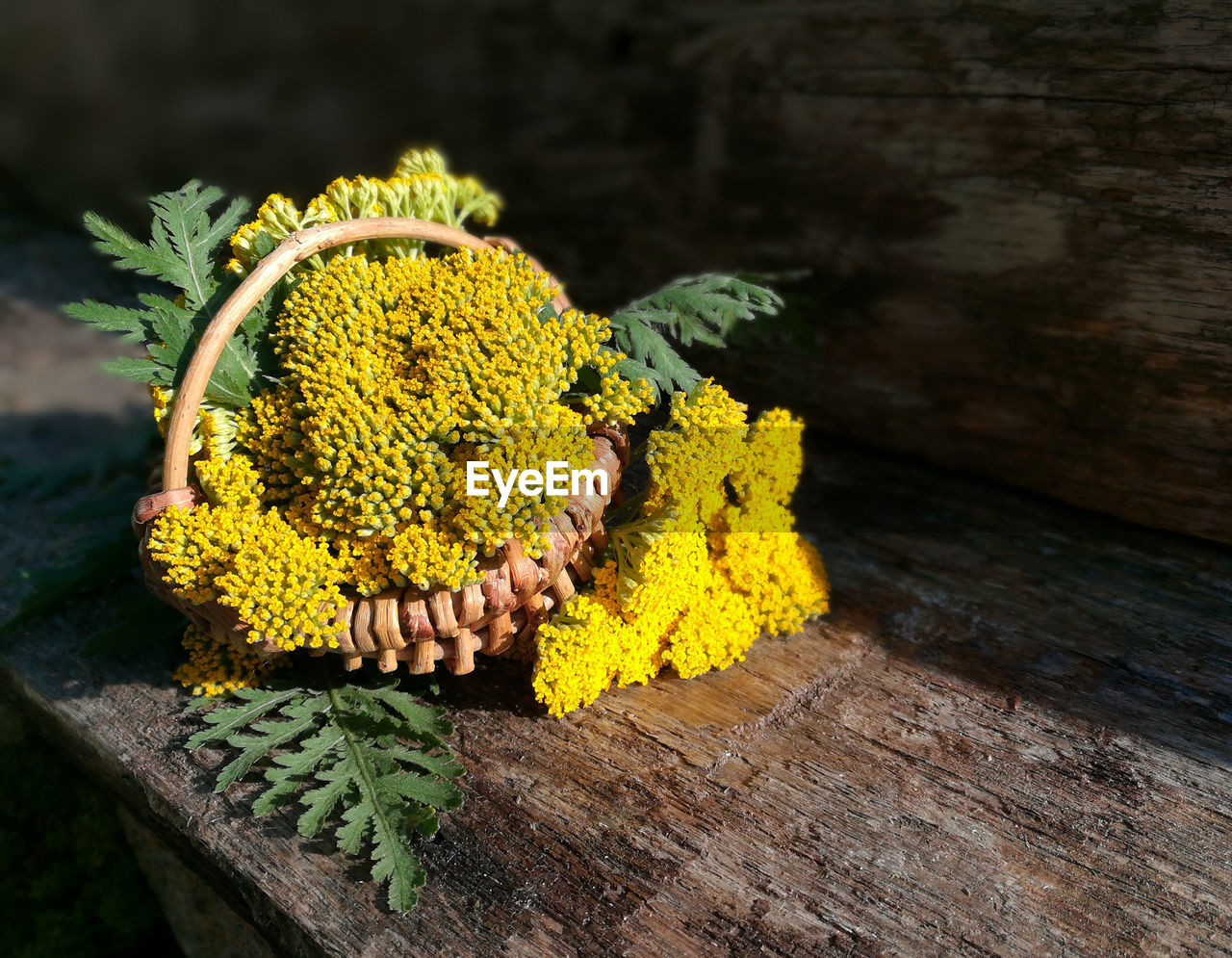 Close-up of yellow flower