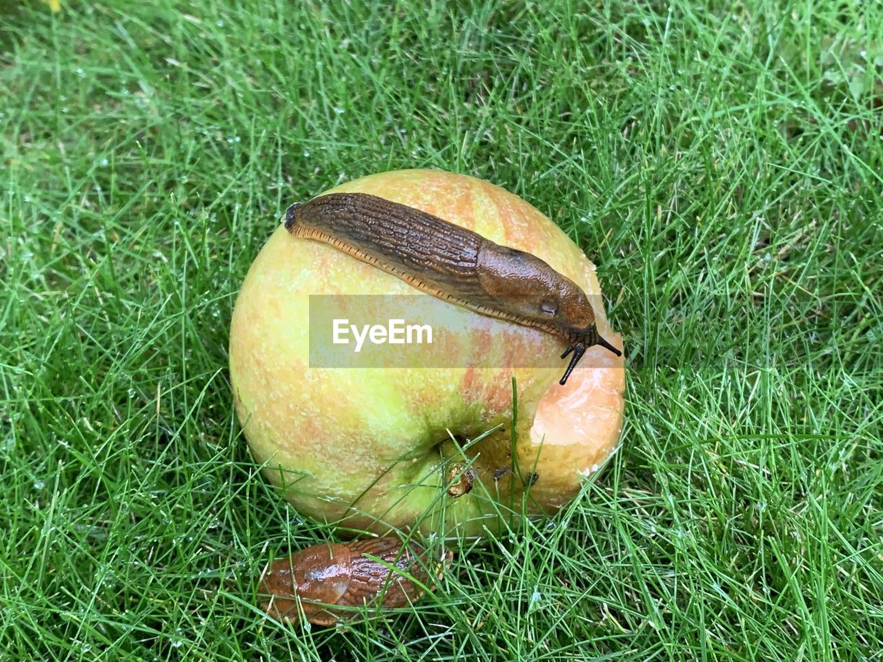 High angle view of apple on field