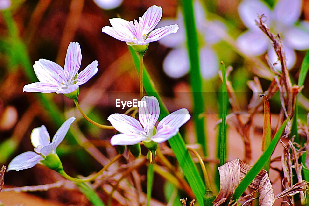 CLOSE-UP OF PINK FLOWERS BLOOMING OUTDOORS