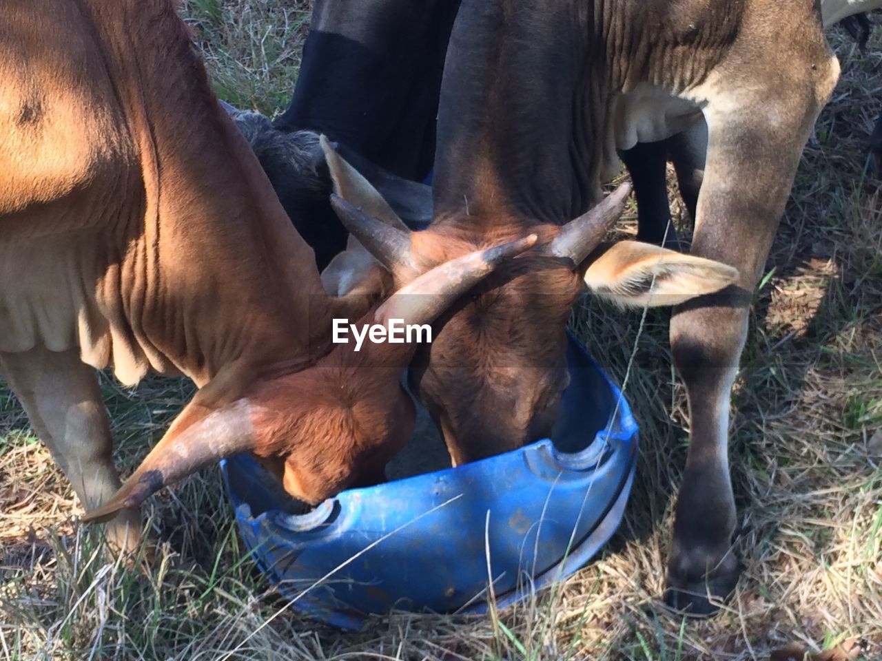 High angle view of cows eating at farm