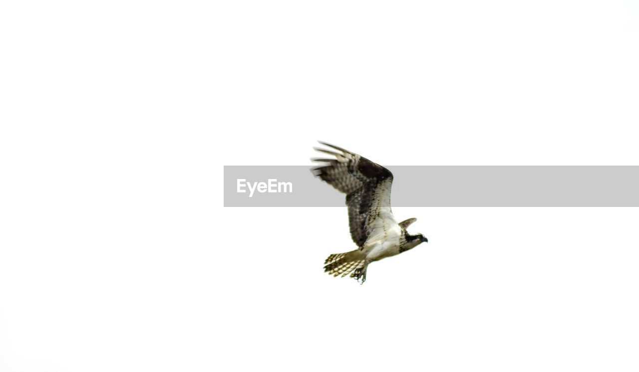 BIRD FLYING OVER WHITE BACKGROUND