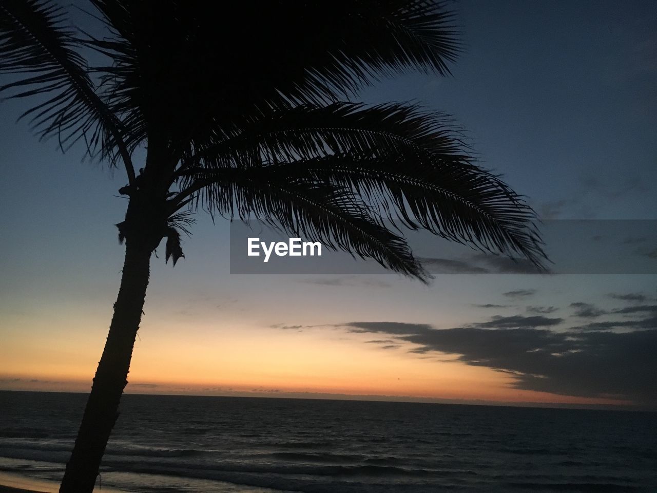 SILHOUETTE PALM TREE AT BEACH AGAINST SKY DURING SUNSET