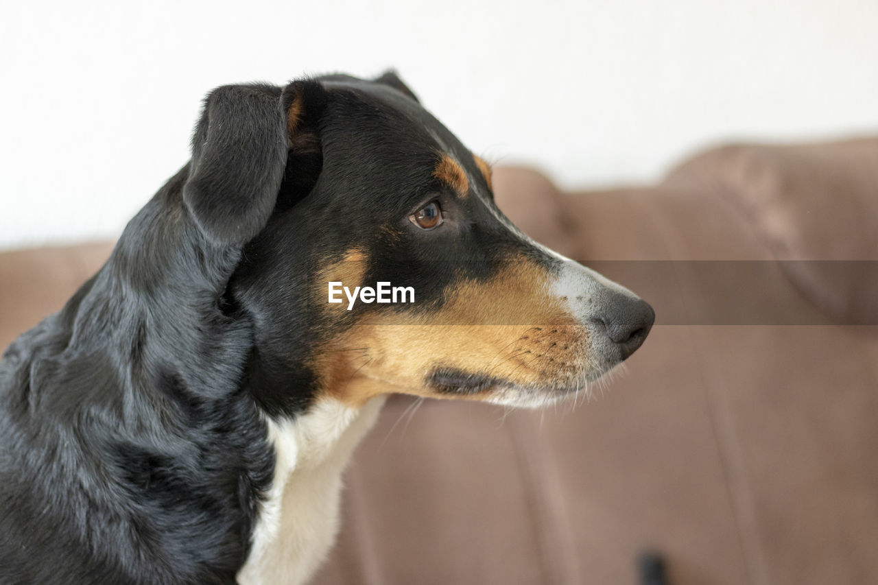 Close-up of dog looking away