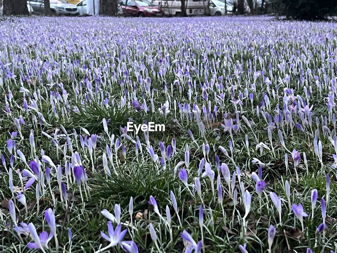 plant, growth, flower, flowering plant, beauty in nature, field, purple, land, freshness, lavender, nature, fragility, no people, day, outdoors, close-up, wildflower, tranquility, abundance