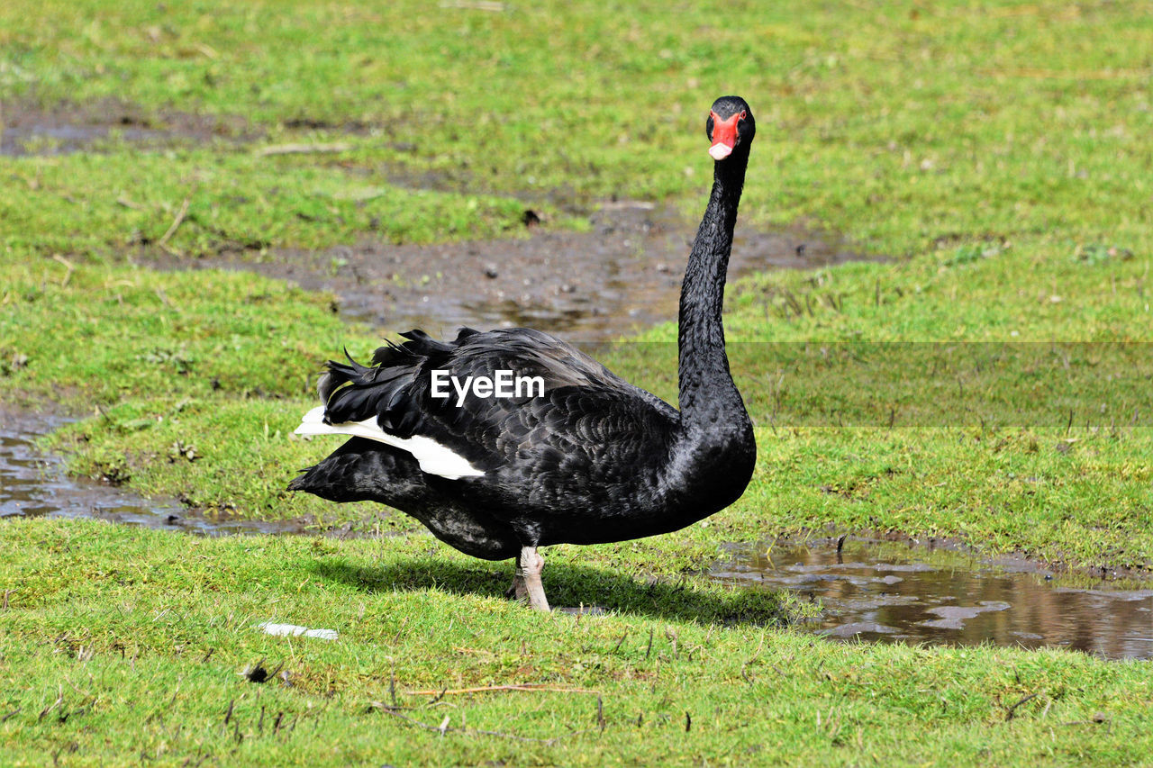 Side view of a black swan on field