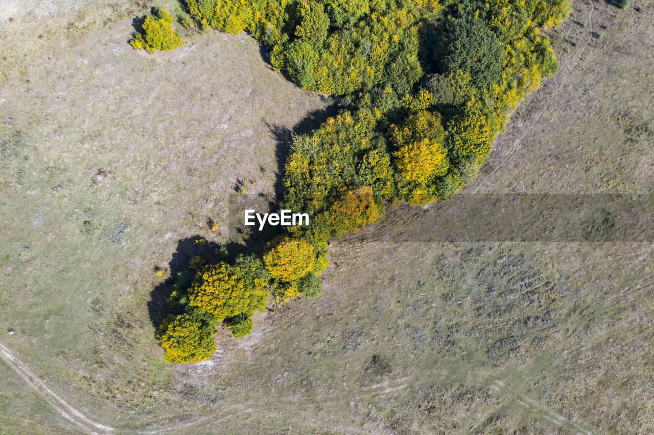 HIGH ANGLE VIEW OF PLANT GROWING ON TREE