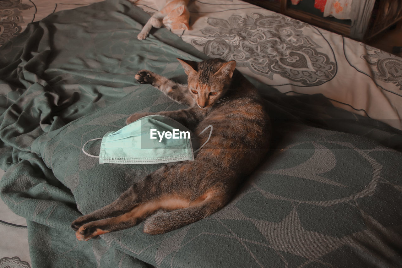 HIGH ANGLE VIEW OF CATS SLEEPING ON BED