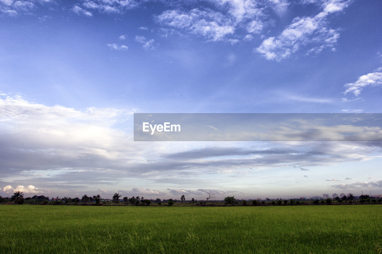 Scenic view of the agricultural field against the sky.