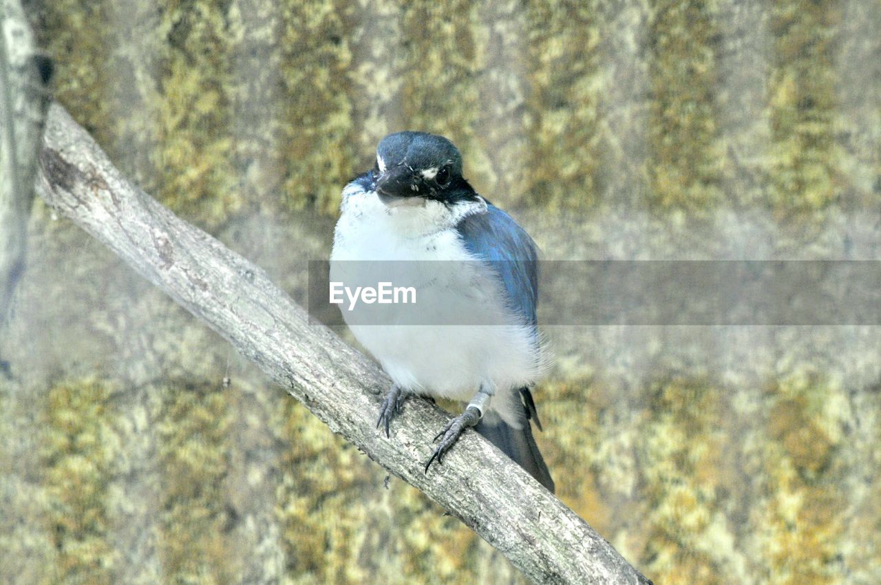 Close-up of bird perching on tree