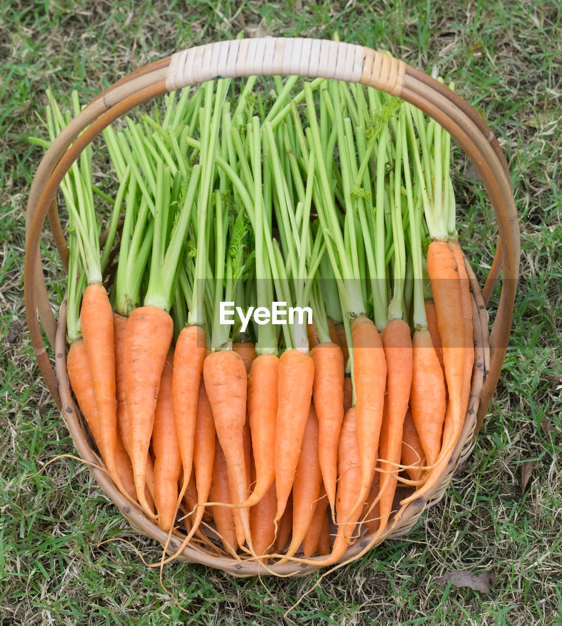 Fresh carrots in basket on green grass
