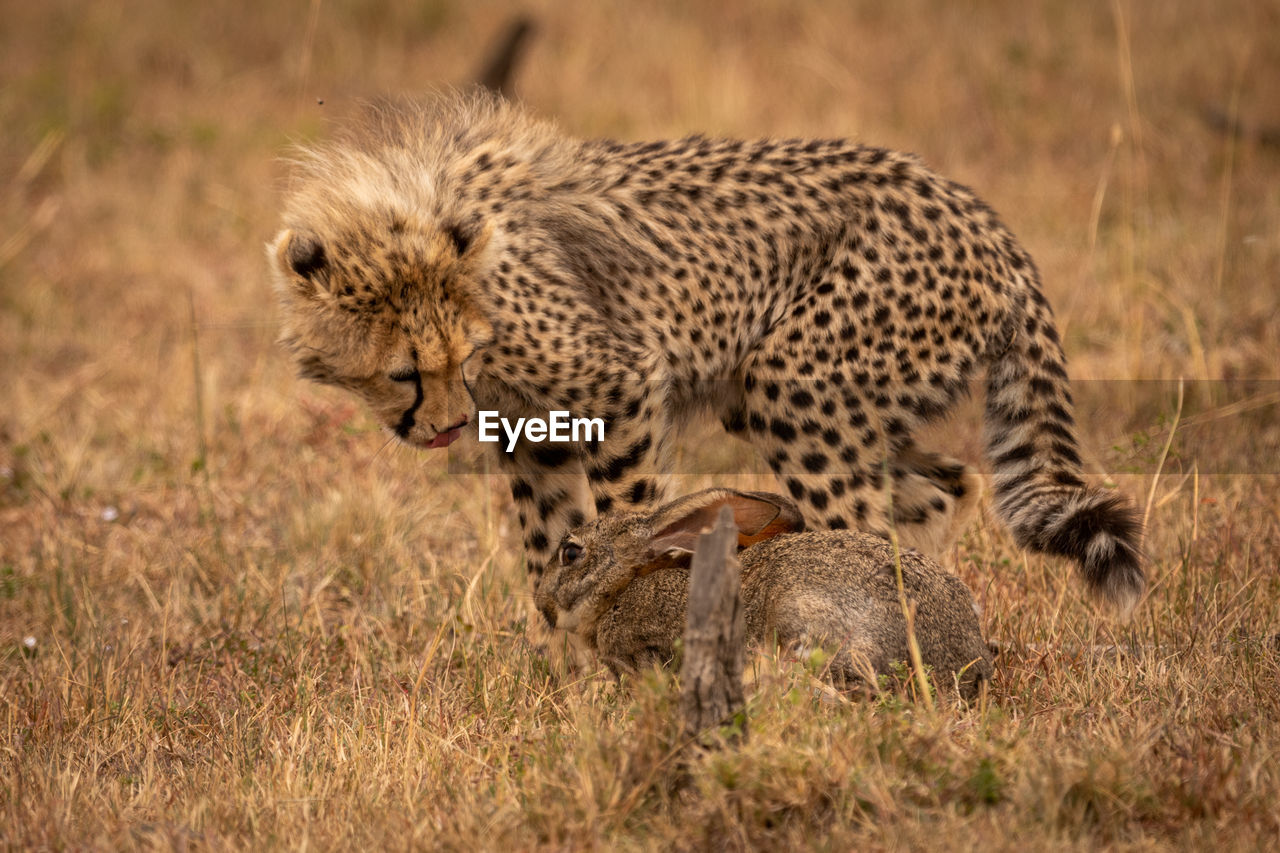 Cheetah hunting animal on field