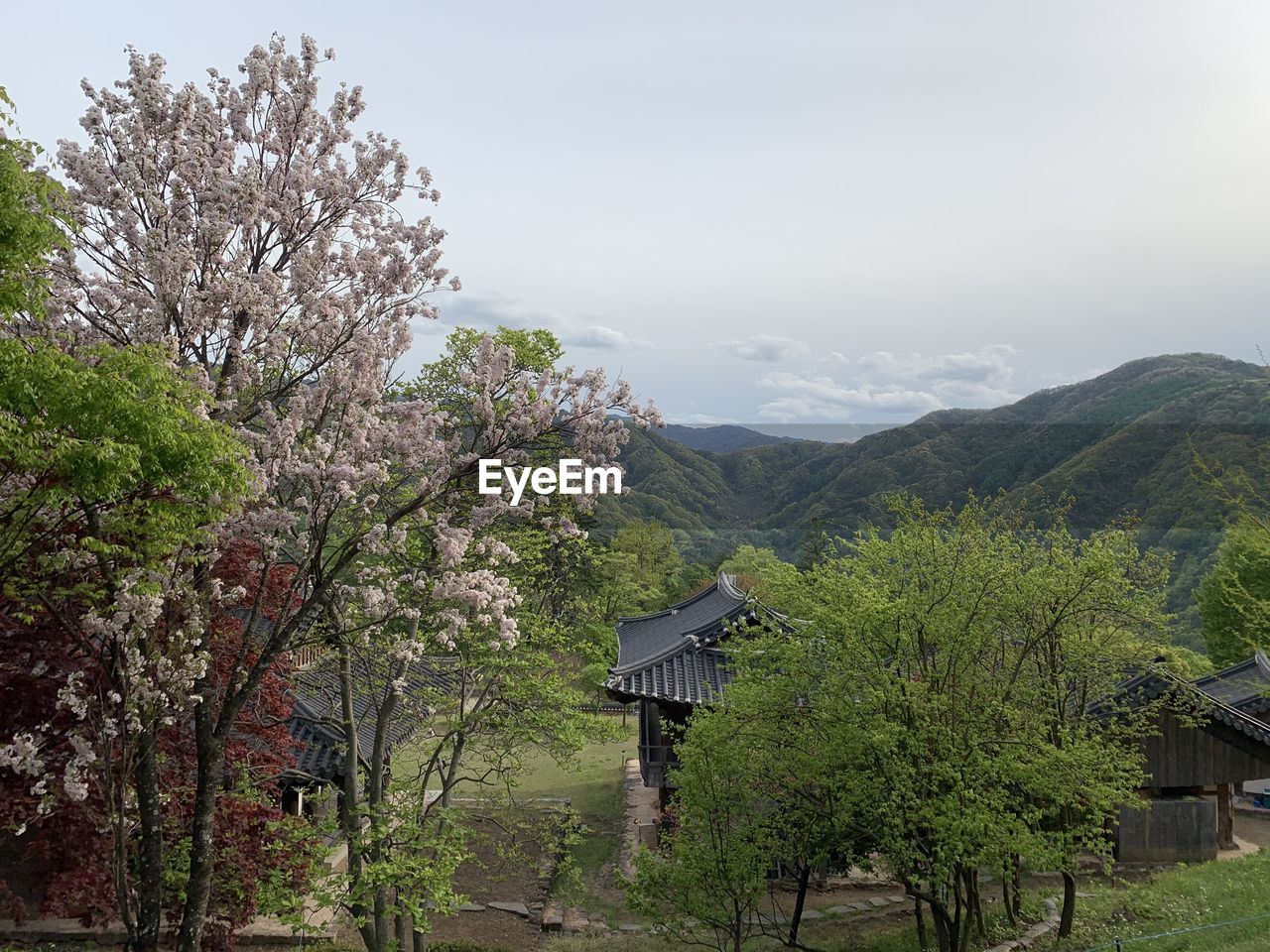 Scenic view of flowering tree and mountains against sky