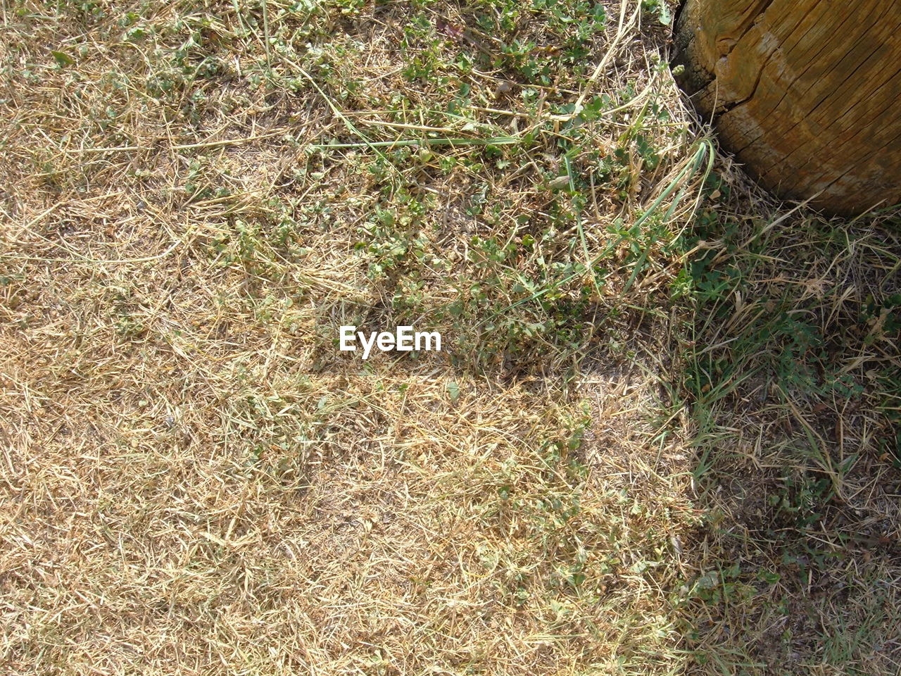 PLANTS GROWING ON FIELD