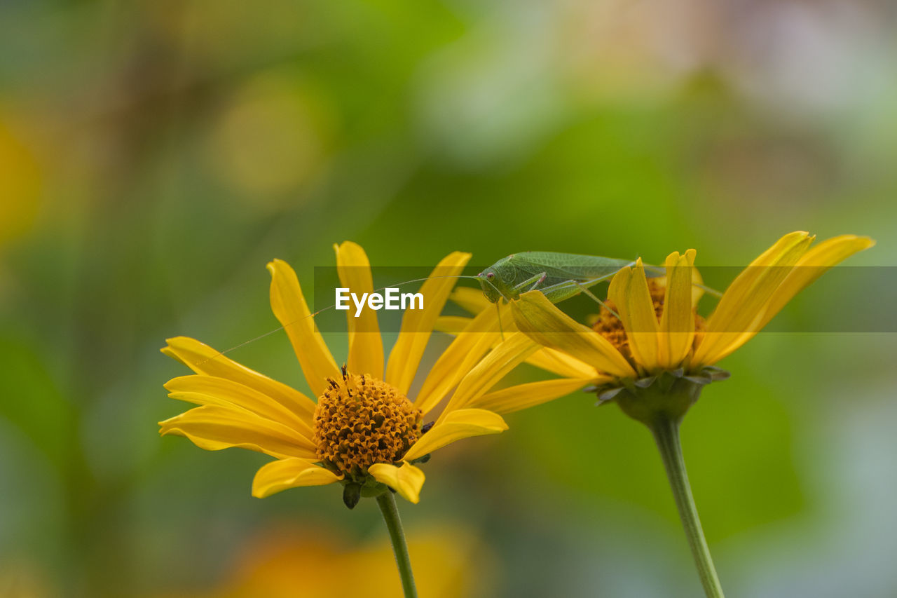 close-up of insect on yellow flower