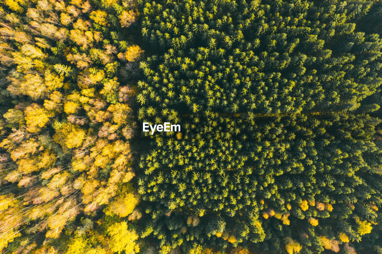 Aerial view of forest in autumn with colorful trees.