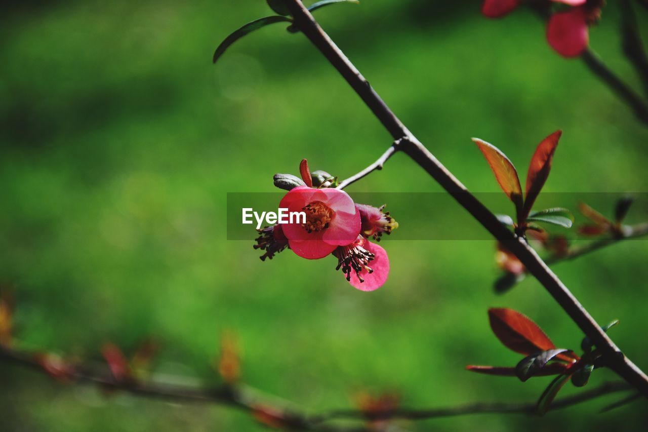 CLOSE-UP OF RED FLOWERING PLANT ON TREE