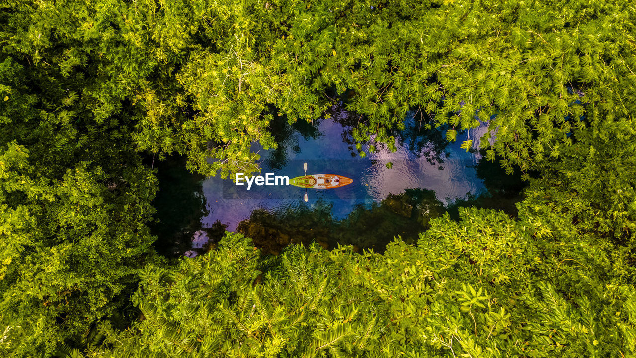 high angle view of plants growing on field