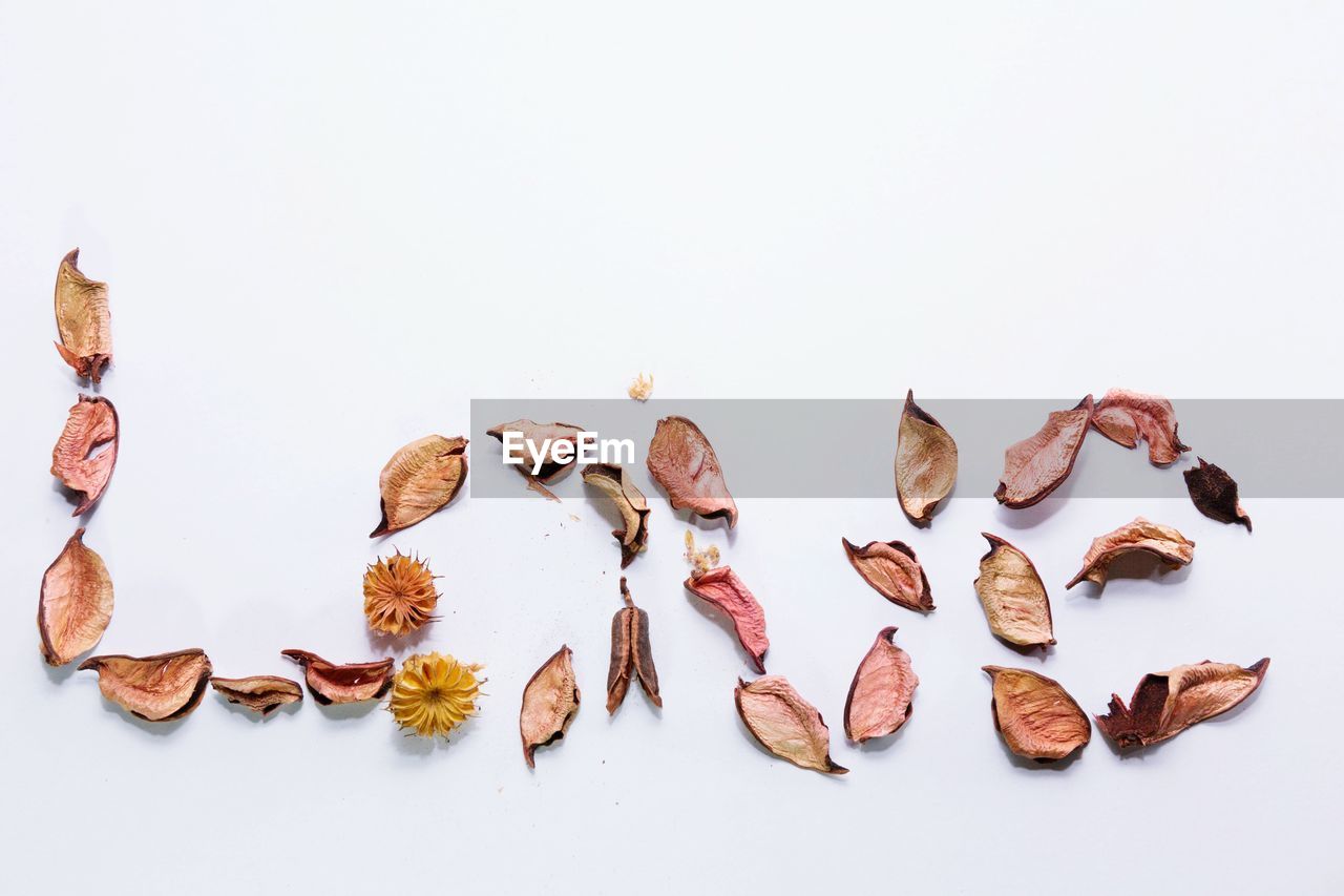 Directly above view of dried leaves and flowers arranged as love text on white background