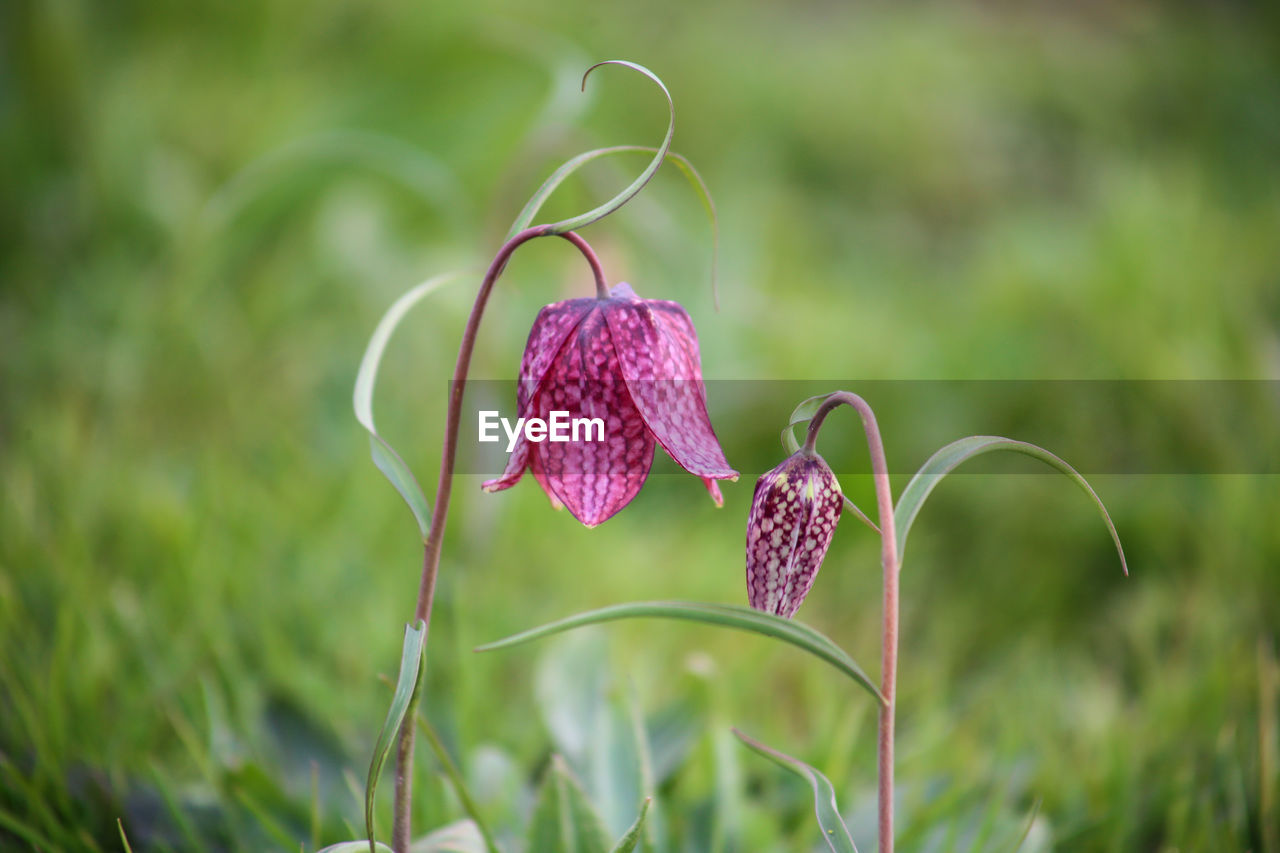 CLOSE-UP OF PINK FLOWER