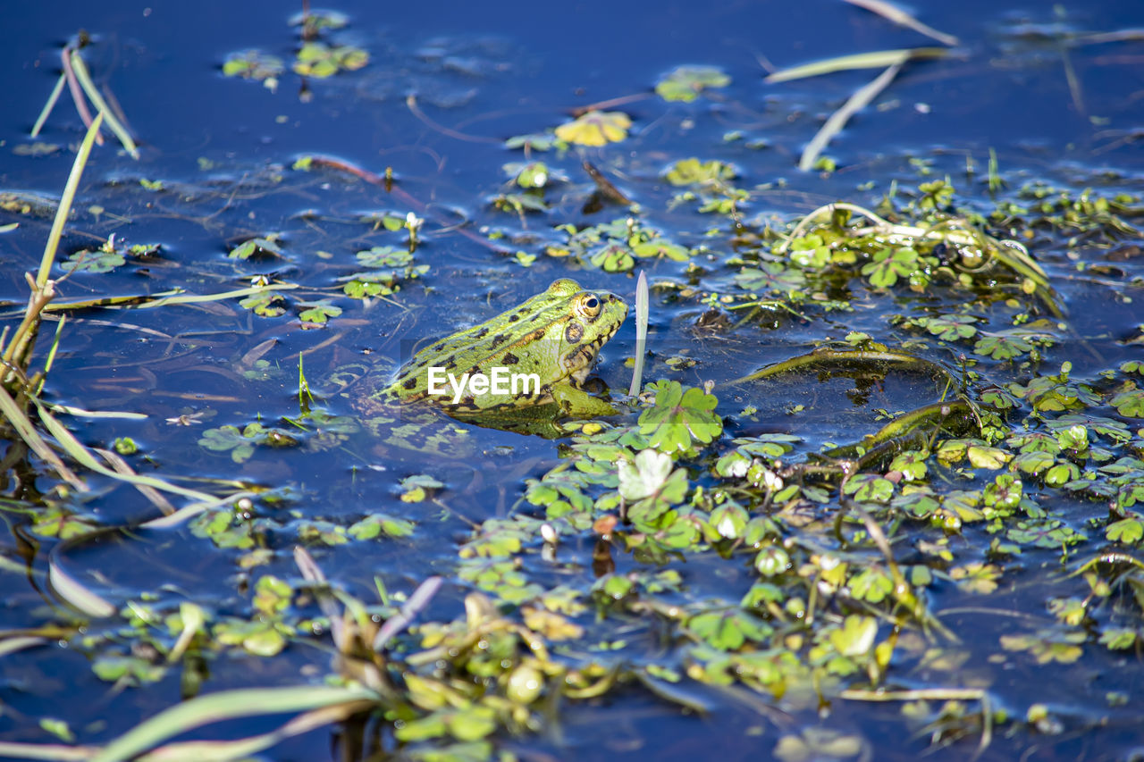 High angle view of frog in water