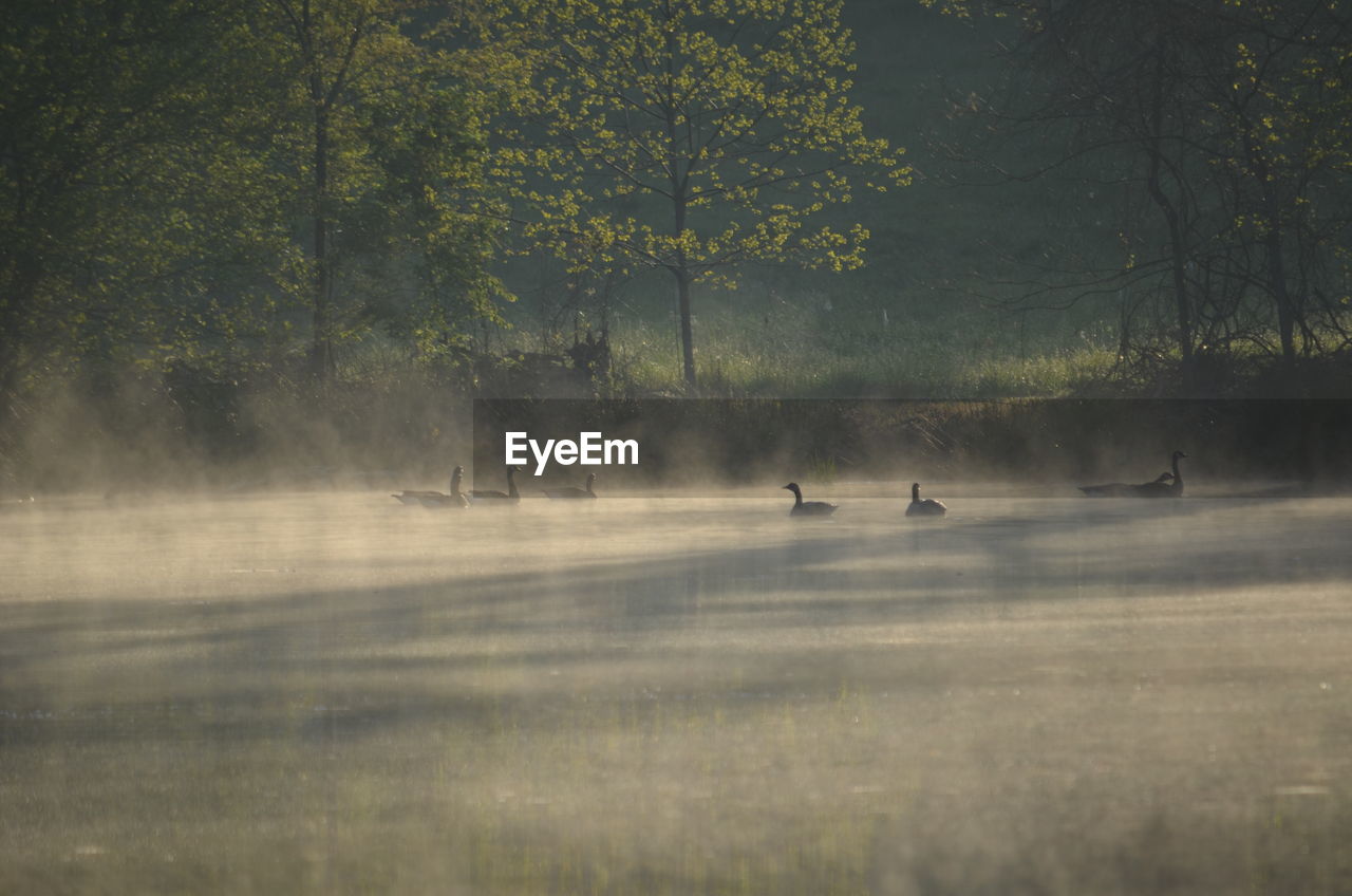 Ducks on foggy pond