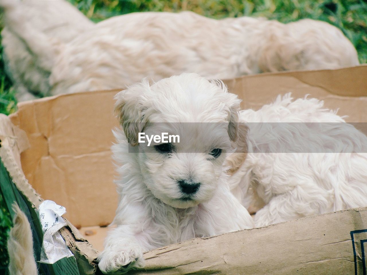 Close-up of puppies in cardboard box