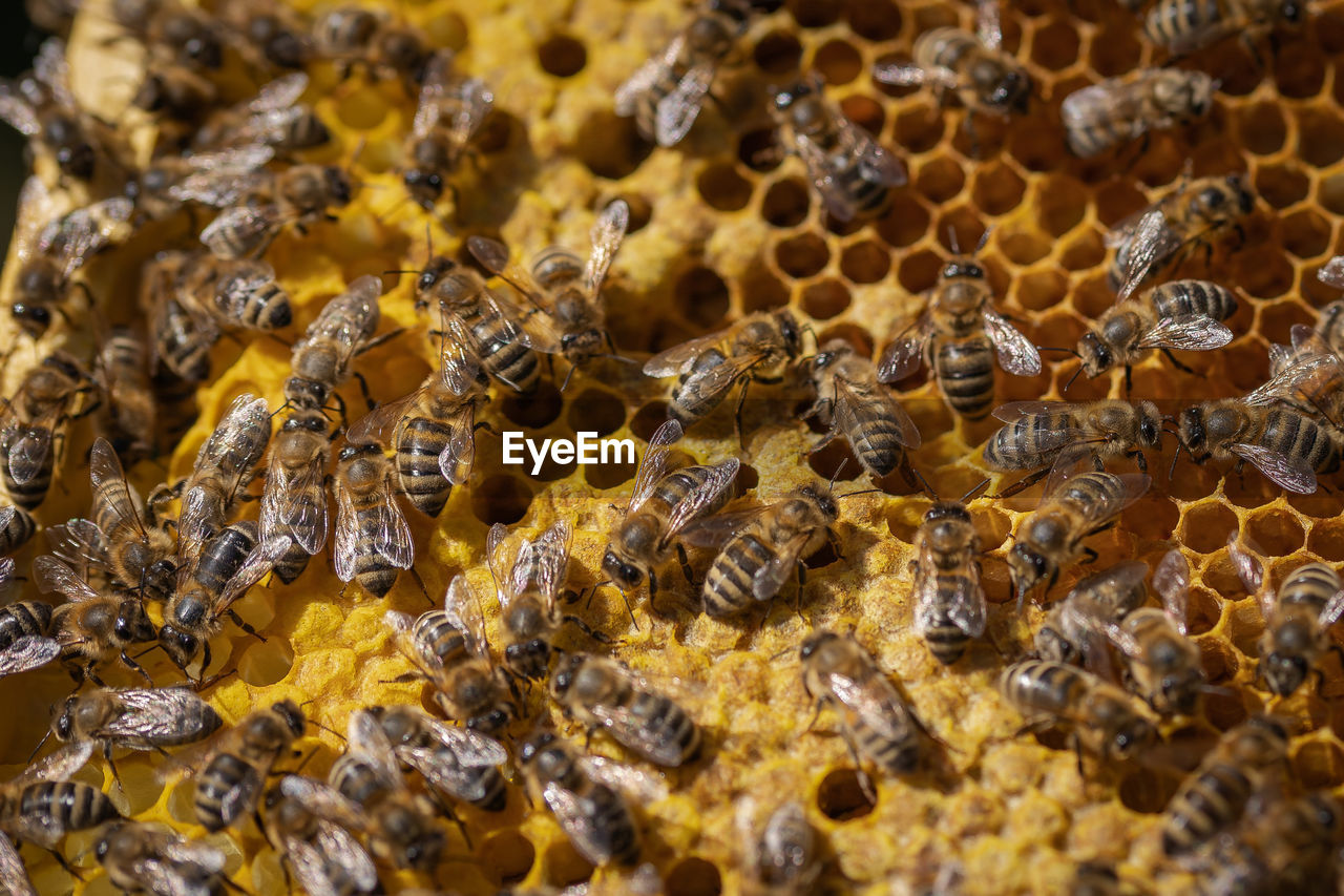 High angle view of honeycomb