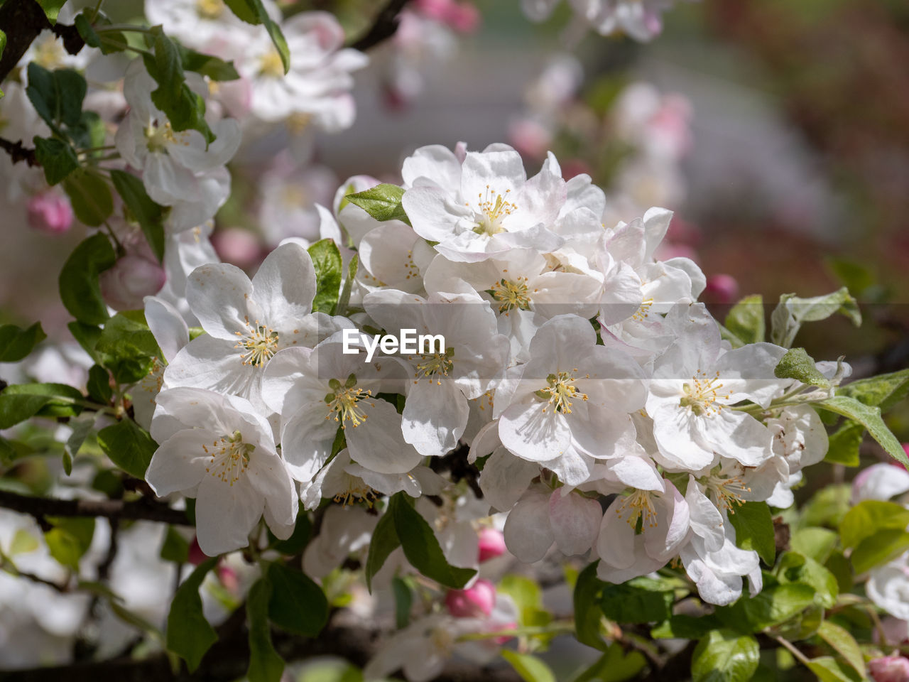 CLOSE-UP OF WHITE BLOSSOM