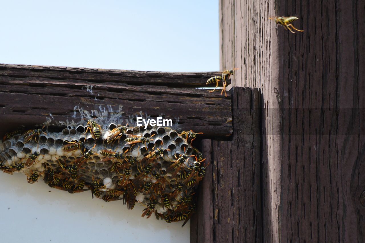 CLOSE-UP OF BEE ON WOOD