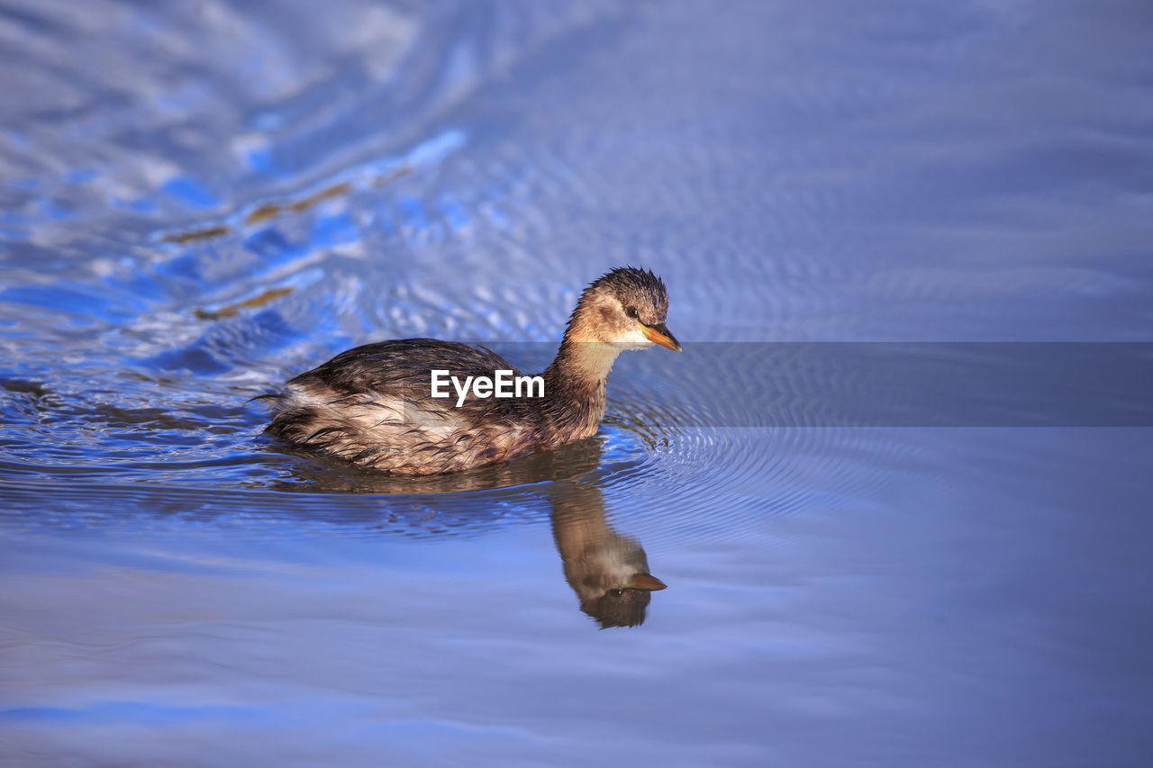 Duck swimming in lake 