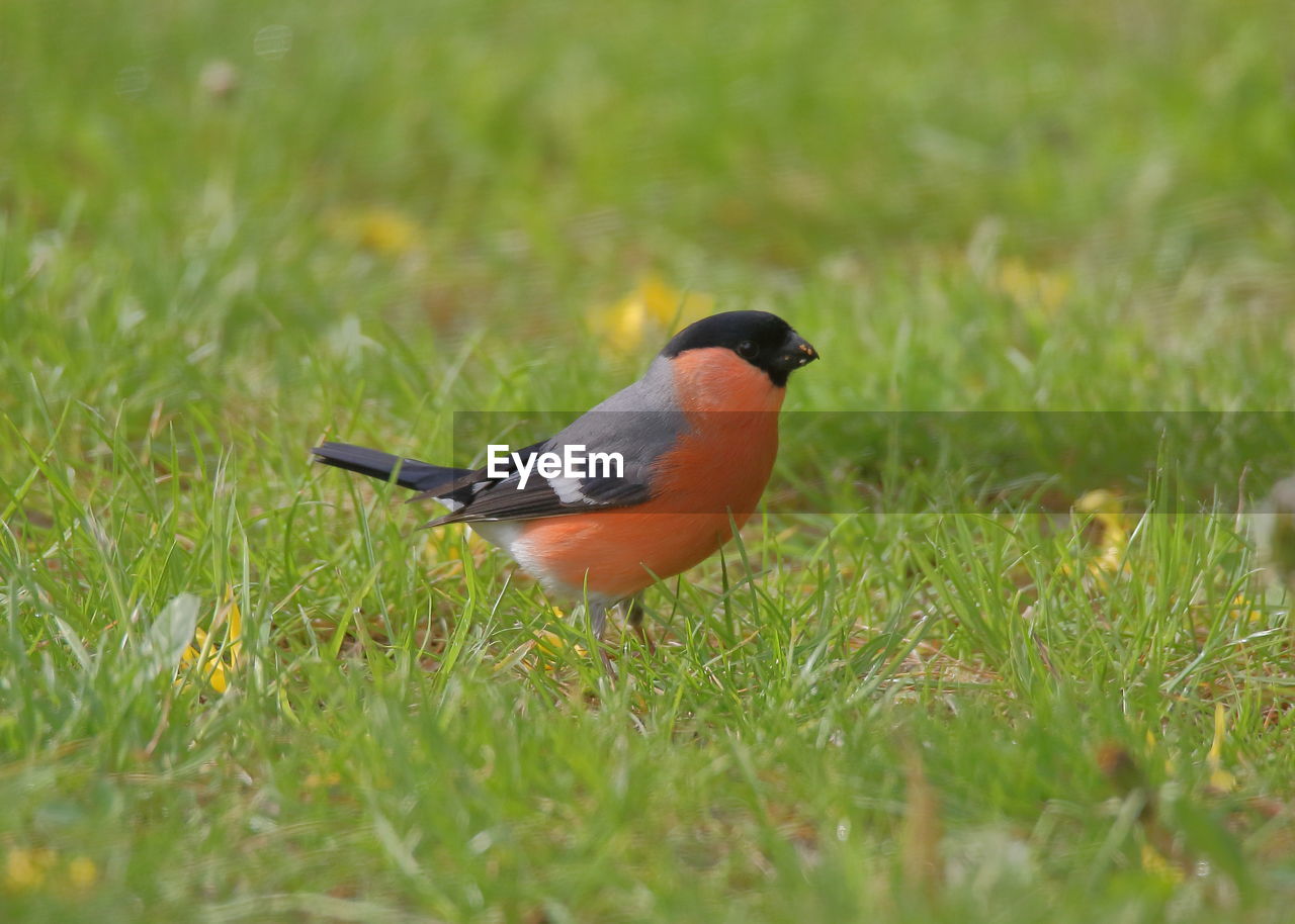 BIRD PERCHING ON GRASS IN FIELD