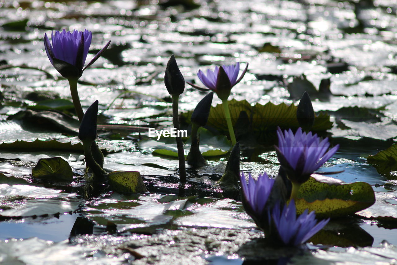 Purple water lilies blooming on pond