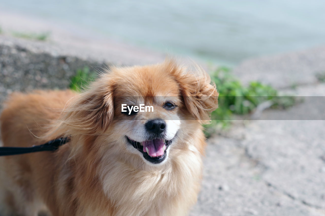 PORTRAIT OF DOG WITH MOUTH OPEN