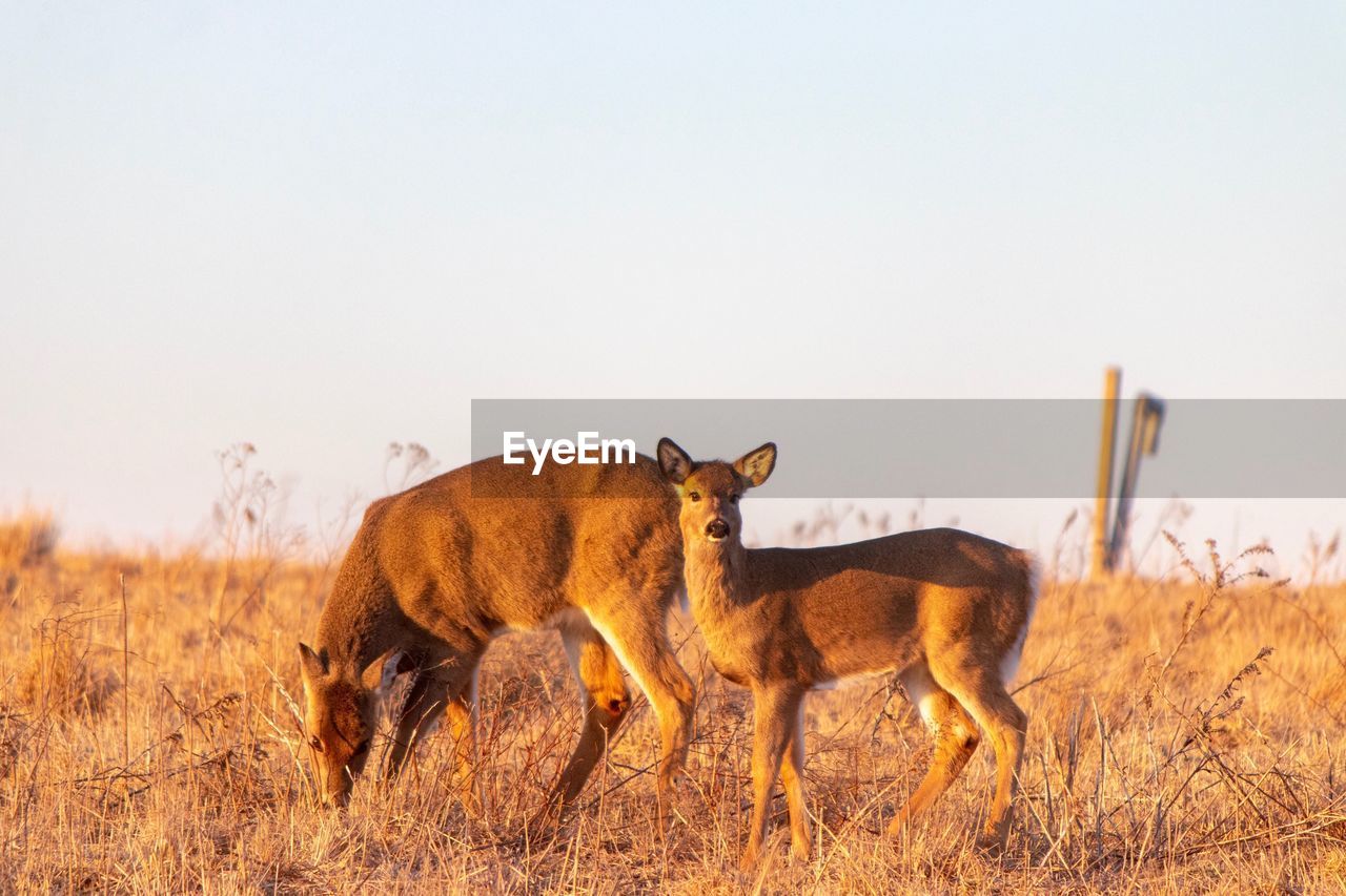 VIEW OF TWO HORSES IN THE FIELD