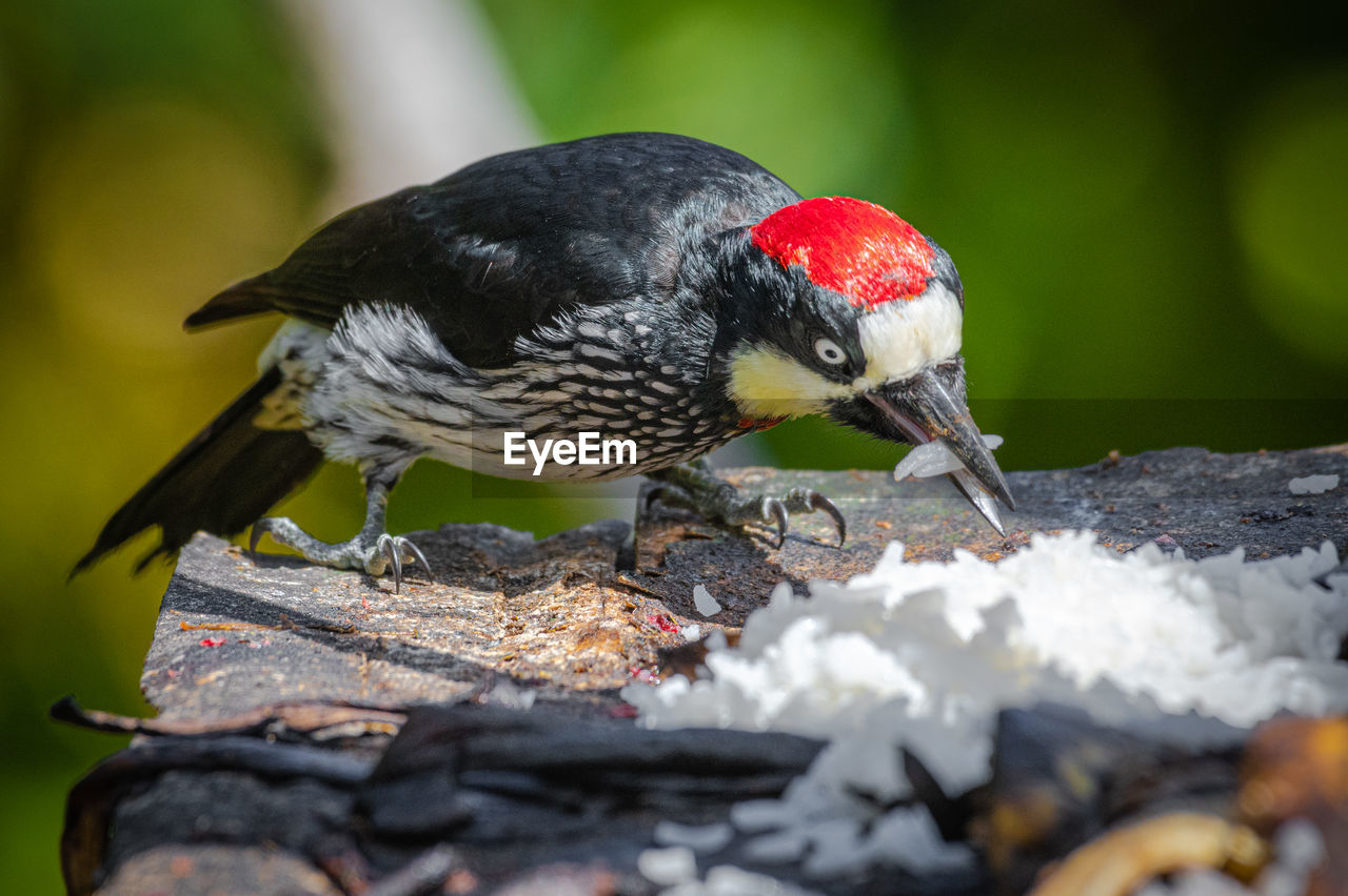 CLOSE-UP OF BIRD PERCHING ON TREE